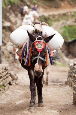 Close-Up bir katır karavan, Dudh Kosi Vadisi, Solu Khumbu, Nepal