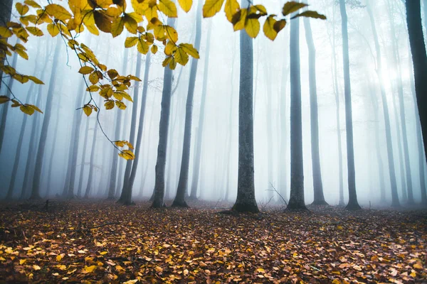 Light Blue Colored Spooky Misty Conifer Forest Tree Landscape Autumn — Stock Photo, Image