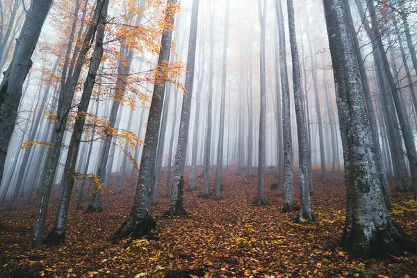 Light Blue Colored Spooky Misty Conifer Forest Tree Landscape Autumn — Stock Photo, Image