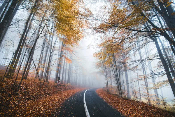 Winding Road Curves Autumn Trees Foggy Forest View Empty Curved — Stock Photo, Image