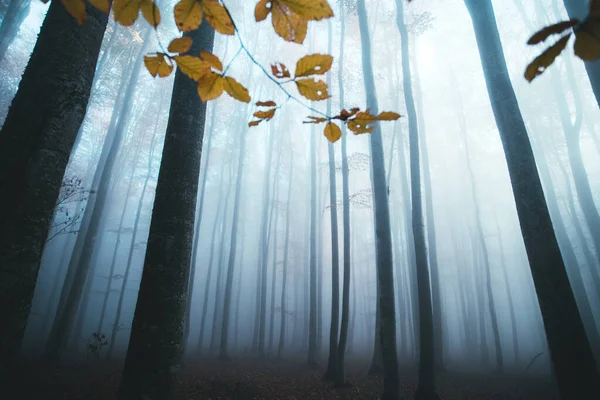 Light Blue Colored Spooky Misty Conifer Forest Tree Landscape Autumn — Stock Photo, Image