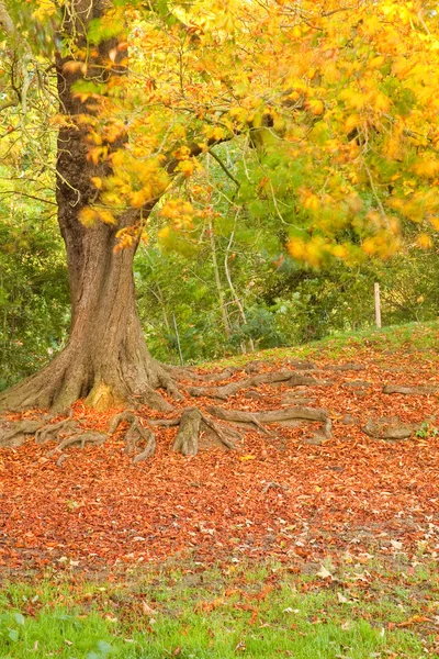 Rané podzimní listí. — Stock fotografie