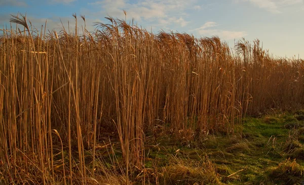 Fil çim, kış içinde Miscanthus. jpeg.