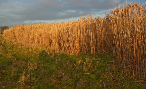 Sunlight on Elephant grass. Miscanthus.