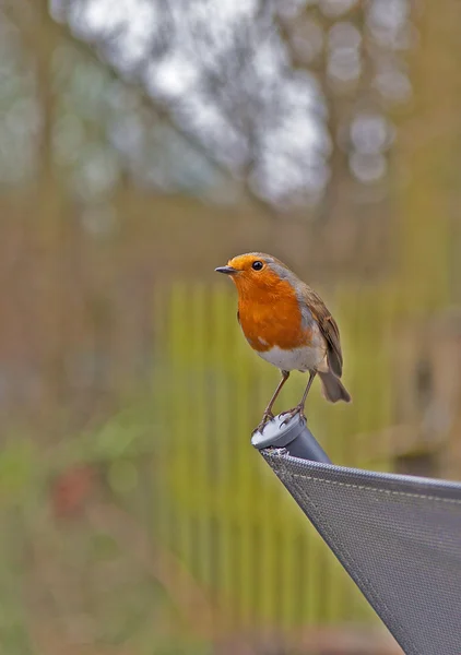 Robin, Erithacus Rubecula.