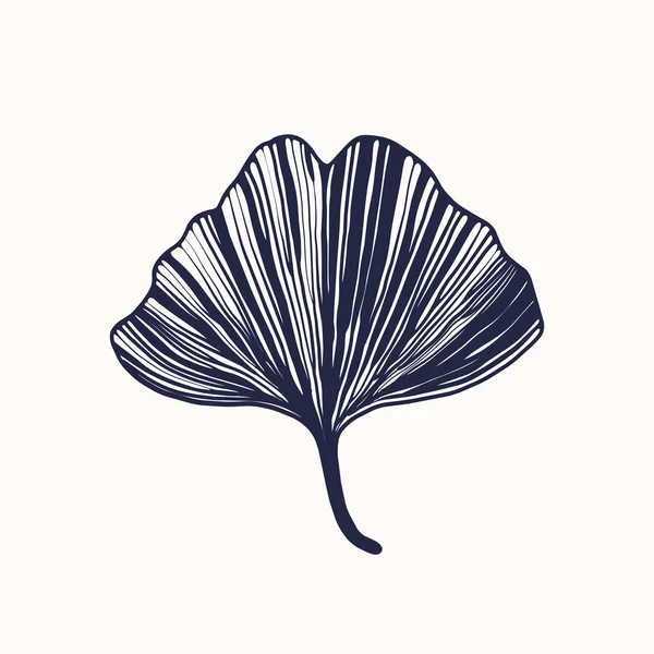 Ginkgo biloba leaf, — Stock Vector