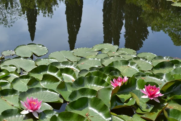 Lily, träsk, reflektion — Stockfoto