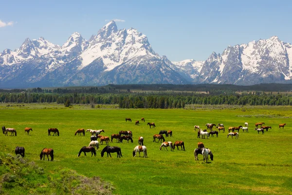 Národní park Grand Teton Stock Snímky