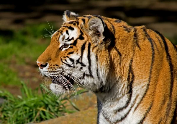 Sibirisk tiger — Stockfoto