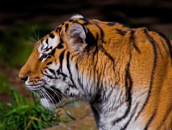 Sibirischer Tiger — Stockfoto