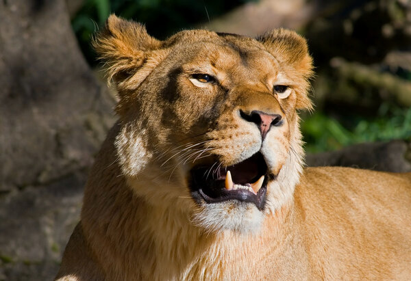 Female African Lion roar