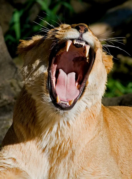 León africano femenino — Foto de Stock