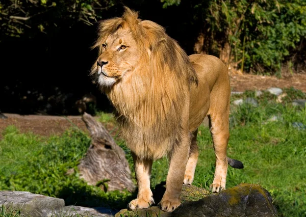 Afrikanischer Löwe — Stockfoto