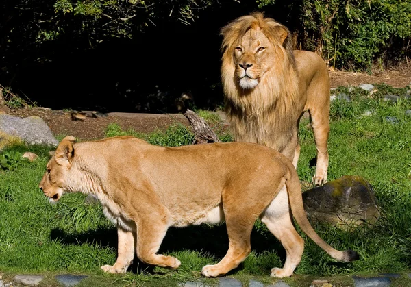 Leones africanos — Foto de Stock