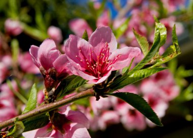 Bir ilkbaharda çiçek açan ağaçlar