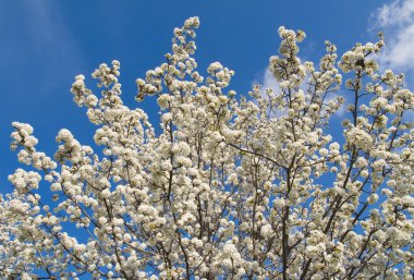 Bir ilkbaharda çiçek açan ağaçlar