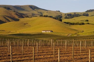 Napa Valley vineyard at sunset clipart