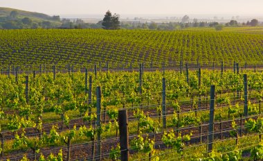 Napa Valley vineyard clipart