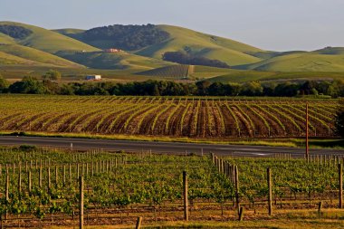Napa valley bağ