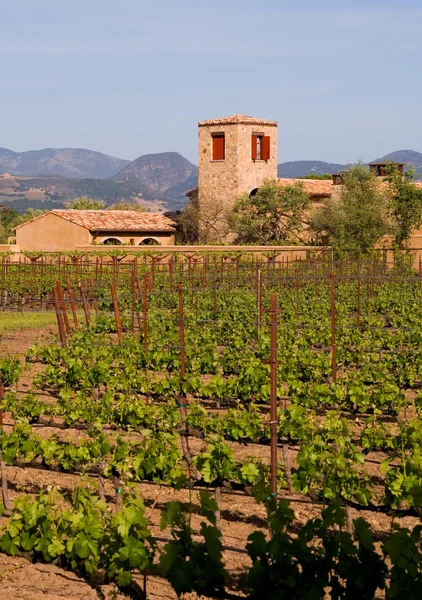 Napa Valley at sunset — Stock Photo, Image