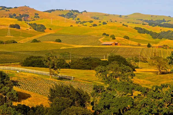 Green Vineyards at sunset — Stock Photo, Image