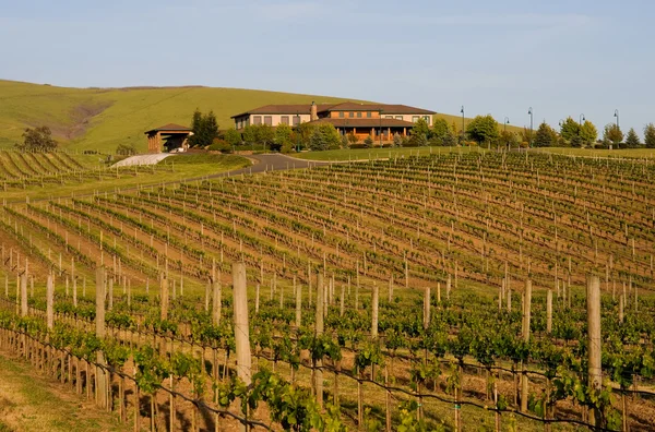 Weinberg im Napa-Tal bei Sonnenuntergang — Stockfoto