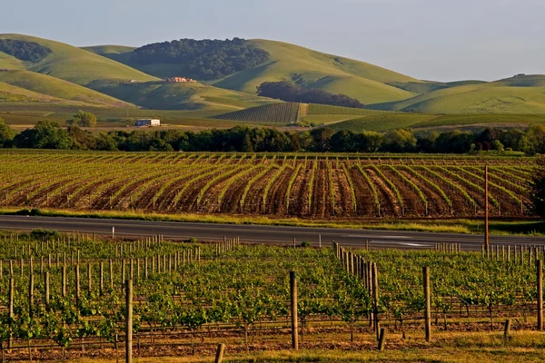 Napa Valley vineyard — Stock Photo, Image