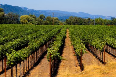 Napa valley bağ