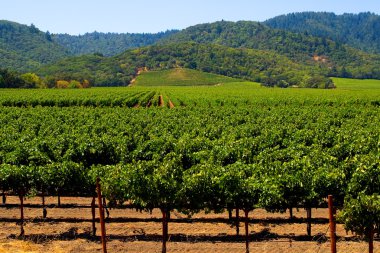 Napa Valley vineyard clipart