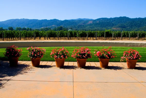 Napa valley bağ — Stok fotoğraf