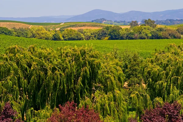 Napa valley wijngaard — Stockfoto