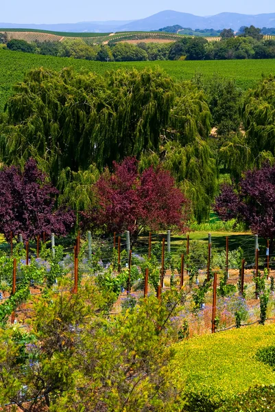 纳帕谷的葡萄园 — 图库照片