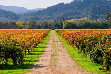 Napa Valley bağ kırsal görünümü