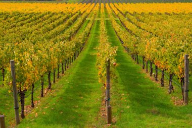 Rows of Vineyards in Napa Valley clipart