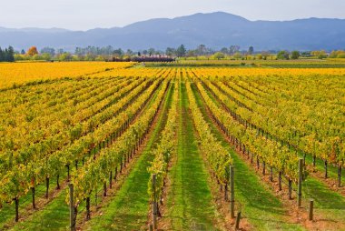 Napa Valley üzüm bağları satırları