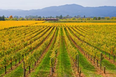 Rows of Vineyards in Napa Valley clipart