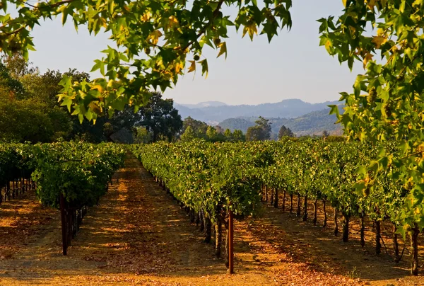 Napa valley vingård — Stockfoto