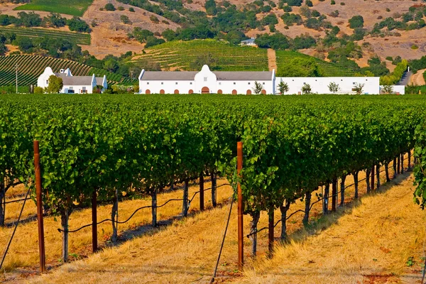 Napa valley vingård — Stockfoto