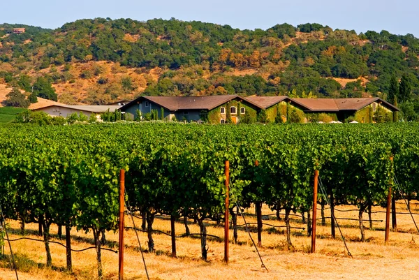 Napa valley vineyard — Stock fotografie