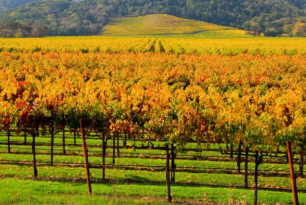 napa Valley bağ