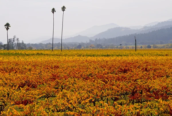 Vingård i napa valley — Stockfoto