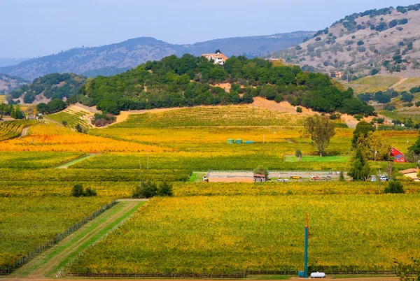 Wijngaarden in napa valley — Stockfoto