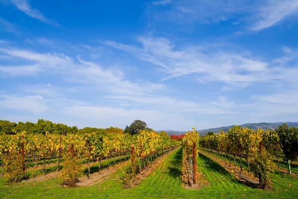 Vigneto in autunno sotto sk blu — Foto Stock