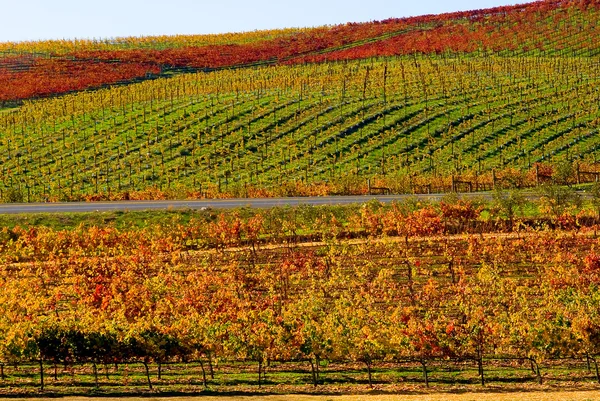 Wijngaarden in napa valley — Stockfoto