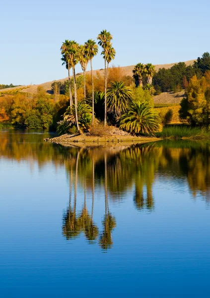 Palme vicino a un'acqua — Foto Stock