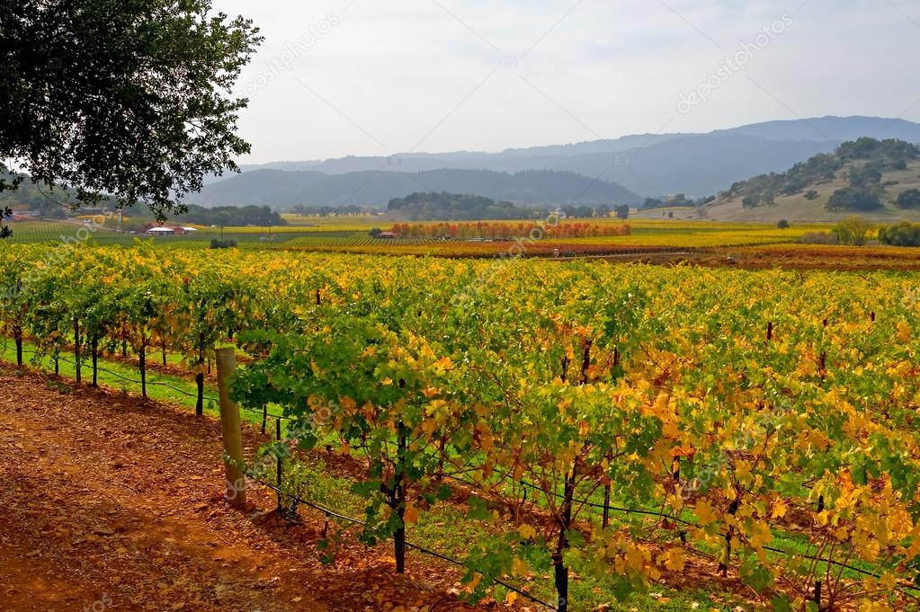 Vineyard in Napa Valley in Autumn