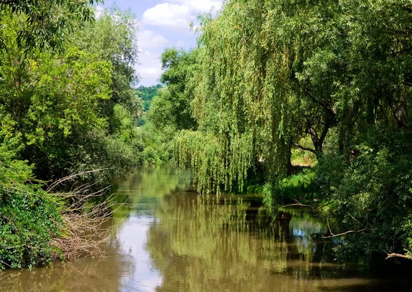 Árboles junto a un río —  Fotos de Stock