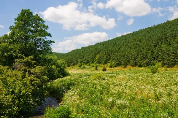 Hill s borovým lesem — Stock fotografie