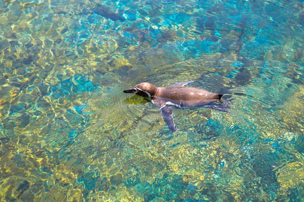 Valencia Oceanarium penguen