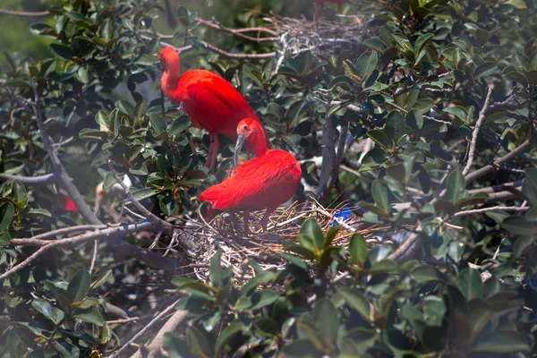 Valencia Oceanarium kuşlar